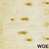 Фанера ФСФ березова WGE/WGE (сорт 4/4) 1500х3000х15мм - small